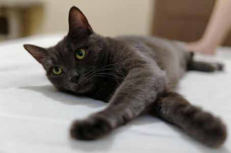 Kanga, adult, available for adoption