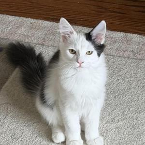 Hopscotch, kitten, available for adoption