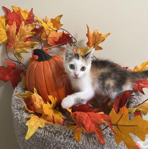 Autumn, kitten, available for adoption