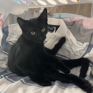 Espresso, kitten, available for adoption