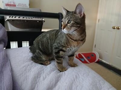 Orla, young, available for adoption