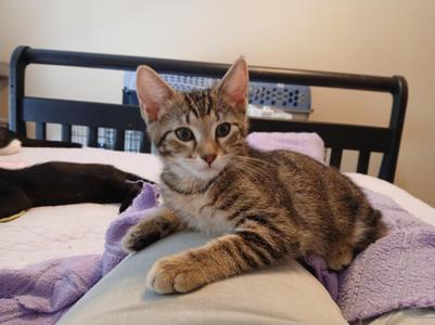 Orla, kitten, available for adoption