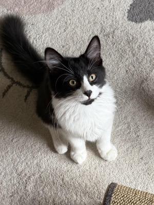 Dodgeball, kitten, available for adoption