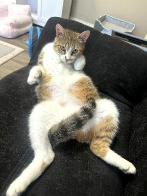 Granola, adult, available for adoption