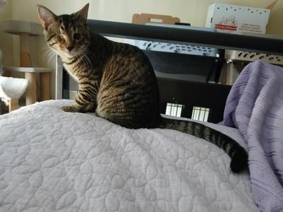 Oliver, young, available for adoption