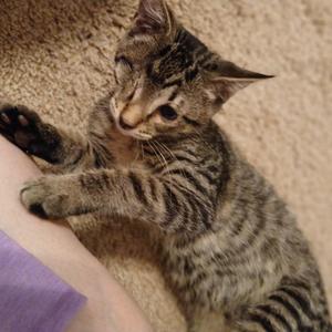 A tabby kitten lying on a carpeted floor, stretching its front paws towards a person's leg.