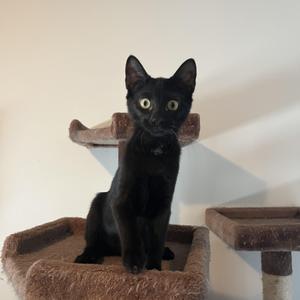 A black cat sitting on a cat tree