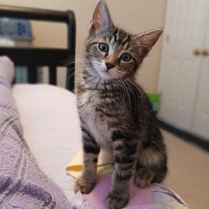 Ayla, kitten, available for adoption