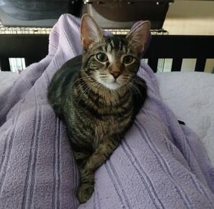 Ayla, young, available for adoption