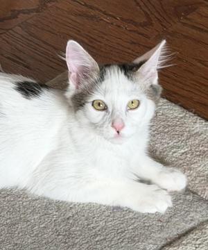 Hulahoop, kitten, available for adoption