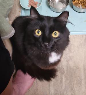 Linky, young, available for adoption