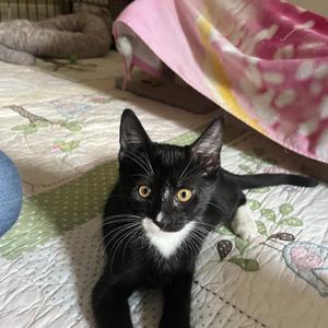 Jitterbug, kitten, available for adoption