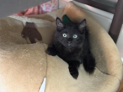 Rosie, kitten, available for adoption