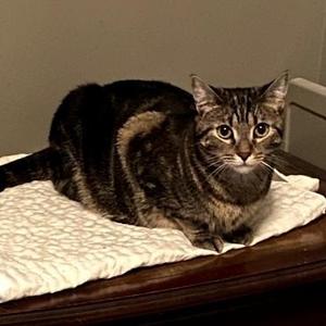 Cheez It, adult, available for adoption