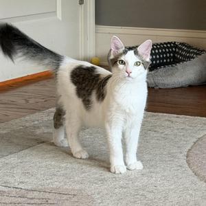Frisbee, kitten, available for adoption