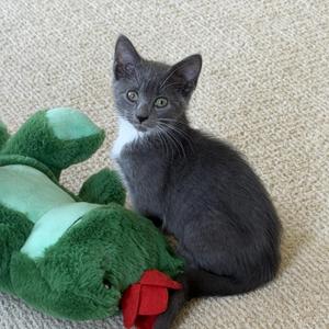 Becky, kitten, available for adoption
