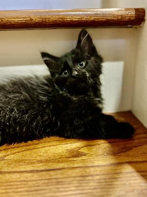Scrabble, kitten, available for adoption