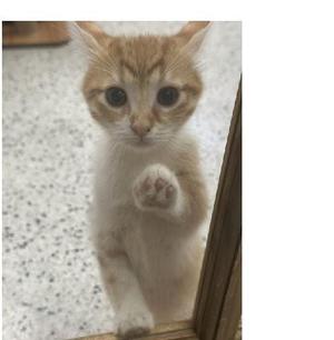 Attina, kitten, available for adoption