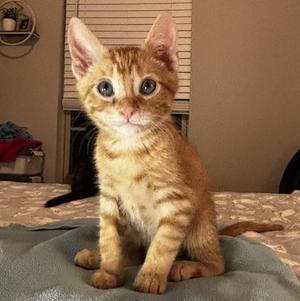 Gumbo, kitten, available for adoption