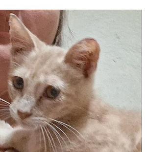 A close-up of a light-colored kitten with large eyes and pointed ears, being held by a person.