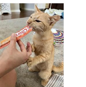 Baby Willis, young, available for adoption