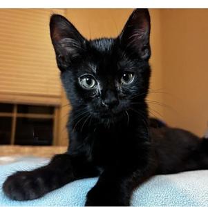 Bayou, kitten, available for adoption