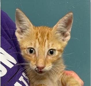 A close-up of a small orange kitten with large, round eyes, being held gently by a person wearing a purple shirt. The background is a solid teal color.