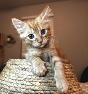 Roux, kitten, available for adoption