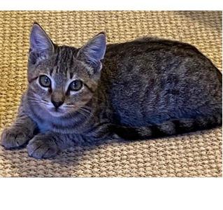 Jay, kitten, available for adoption