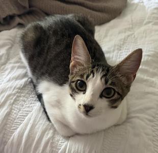 Mint, kitten, available for adoption