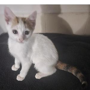 Pixie, kitten, available for adoption