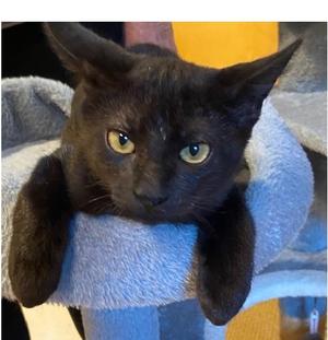 Joe, kitten, available for adoption