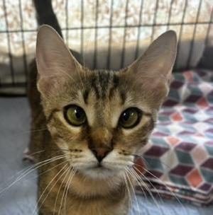 Ariel, adult, available for adoption