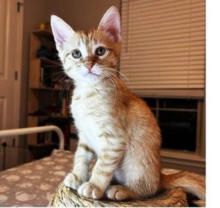 Gator, kitten, available for adoption