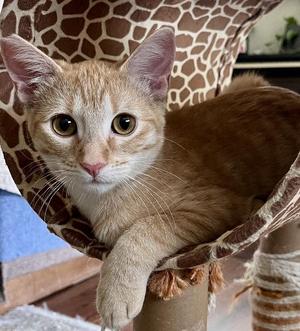 Duncan, young, available for adoption