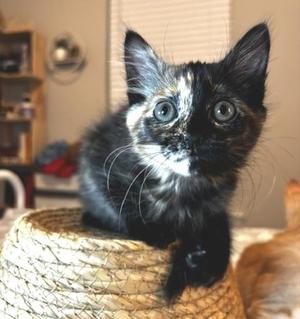 Praline, kitten, available for adoption