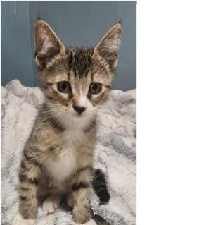 Piston, kitten, available for adoption