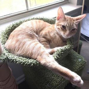 Chip, kitten, available for adoption