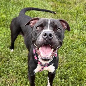Sparks, Boxer, adult, available for adoption