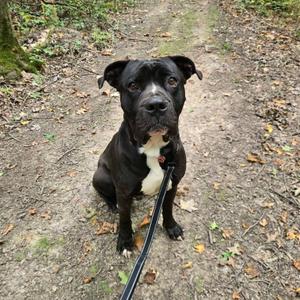 A black and white dog sitting on a dirt path in a forest, looking directly at the camera.