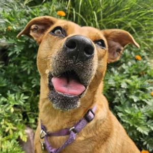 Ellie, Pit Bull Terrier / Treeing Walker Coonhound, adult, available for adoption