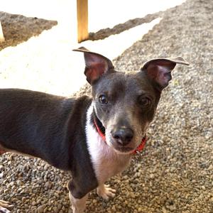 Loki, Jack Russell Terrier, senior, available for adoption