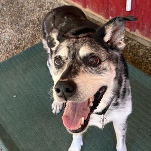 Sonic, Catahoula Leopard Dog, senior, available for adoption