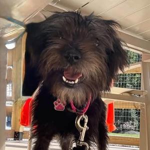 Maxie, Miniature Schnauzer, young, available for adoption