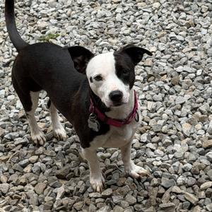 Penny, Jack Russell Terrier, young, available for adoption