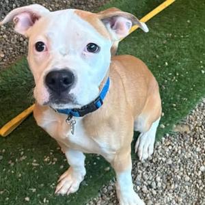Tots, Pit Bull Terrier, young, available for adoption