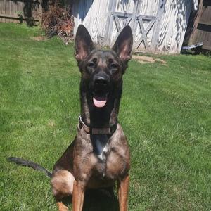 A German Shepherd dog sitting on a grassy lawn, looking directly at the camera with its mouth open and tongue out.