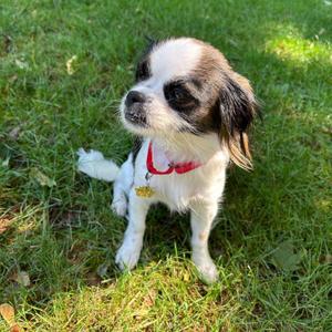 Mercedes, Shih Tzu, young, available for adoption