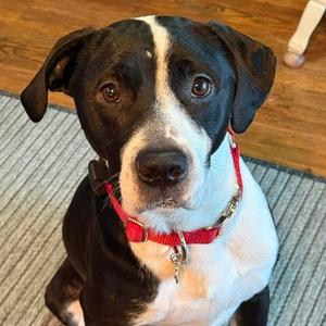 Courage, American Staffordshire Terrier / Fox Terrier, young, available for adoption