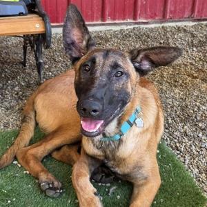 Hades, Belgian Shepherd / Malinois, young, available for adoption